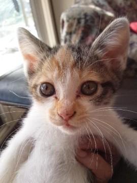 三毛猫です。
マイペースのおと