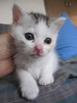 とってもかわいいもこもこの白きじ