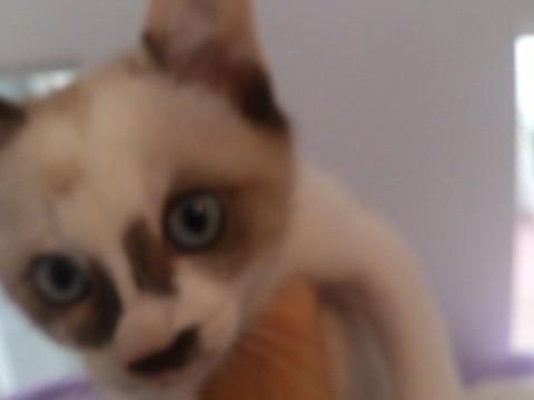 シャム系が入っている様です。
