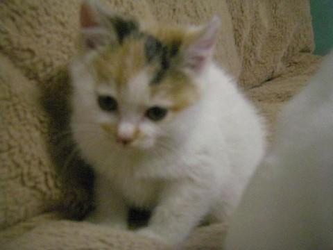 三毛猫でコロコロしています。
