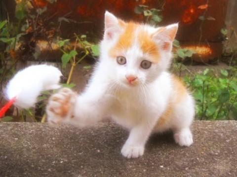 遊ぶときは、思い切り遊び、母猫に