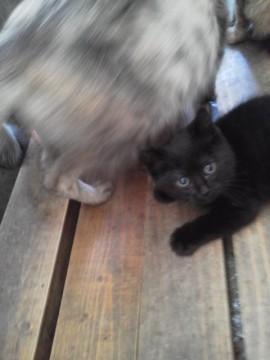 黒猫です。