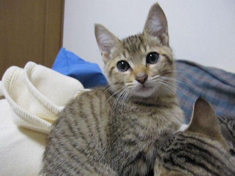 とってもかわいい茶色っぽいきじ虎