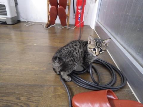 トラ模様です。
シッポは先っぽ