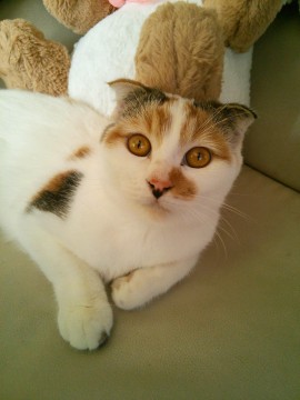 母猫にそっくりな可愛らしい小顔の
