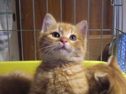 茶トラのオスです。
尻尾が真っ
