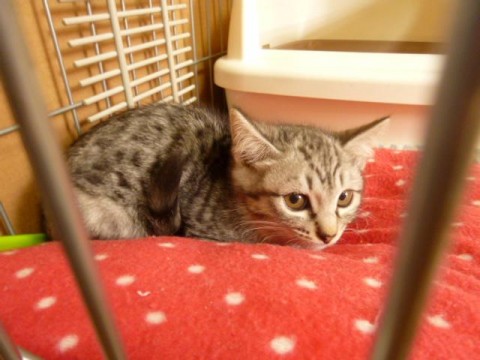 ９月上旬生まれ（現在２ヶ月半位）