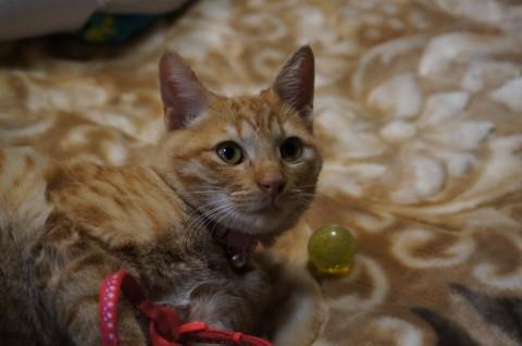 ・綺麗な茶トラの、とても甘えん坊