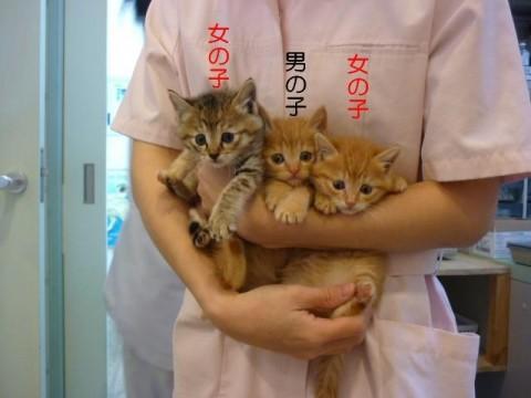 ★茶トラ・男の子
3頭の中で唯