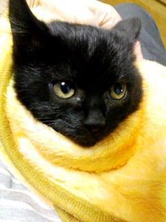 毛は全身黒です。少し茶色が混ざっ