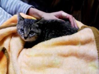 非常におとなしく、あまり鳴かず、