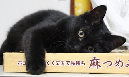 真っ黒です。フワフワツヤツヤです
