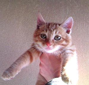 茶トラ（全身茶トラ模様、シッポは