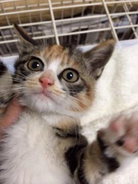 ミミちゃんもコウちゃんも足に白い