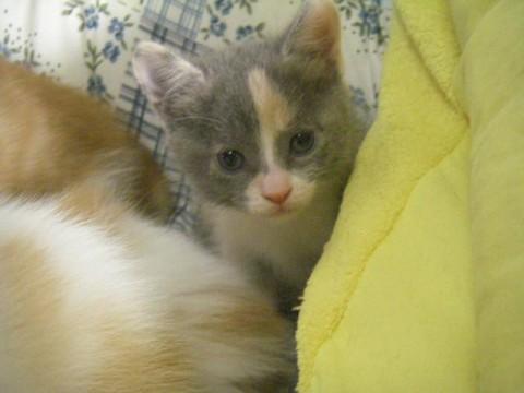 白茶トラ尻尾は真直ぐです。白い部