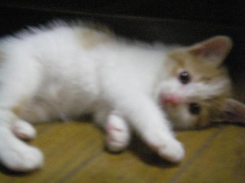 モコモコの猫たちです。

オ