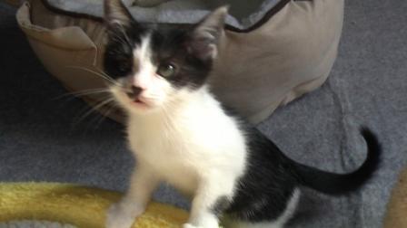 ブラック＆ホワイト。白黒八割れ。