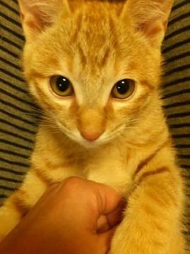 しっぽが短めです。兄妹の中でいち
