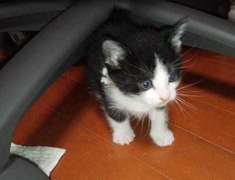 母猫もそうですが、小ぶりのかわい