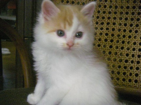 ①モコモコしているメスの白茶トラ