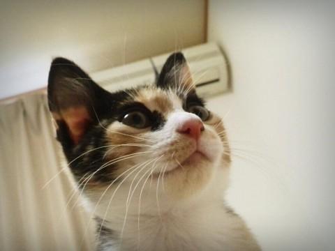 とにかく甘えん坊さん。
どこに