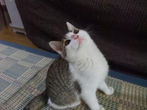 キジ白の男の子です。尻尾は長くて