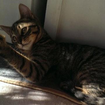 キジトラ（全身キジトラ模様、シッ