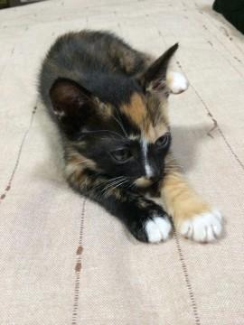 顔が三毛の身体がサビ柄のような毛