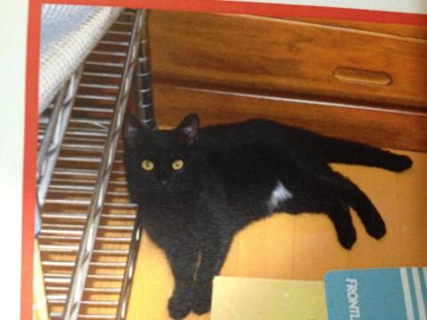 黒猫です。

毛が柔らかく触