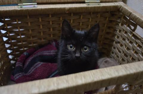 とても人懐こいです。