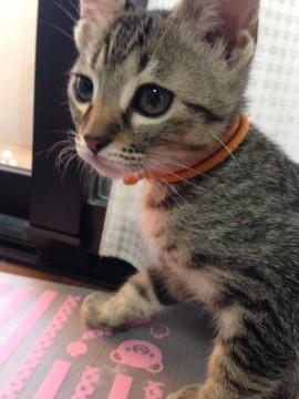 最初は警戒心が強いですが、持ち前