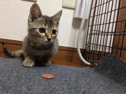 おっとりしているように見せかけて