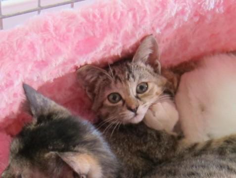 さび、キジとも、とてもおとなしい