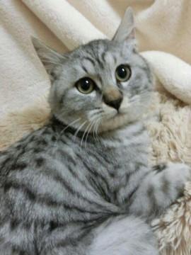 シルバーの虎柄で、少し毛の長め