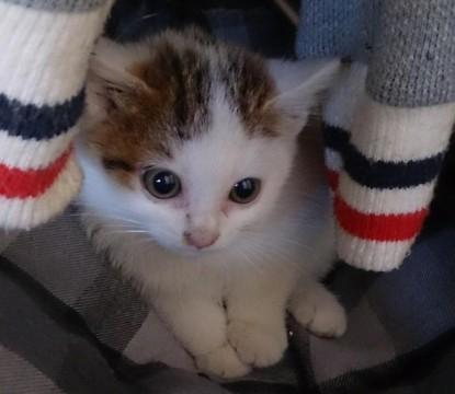とっても可愛い顔をした白キジくん