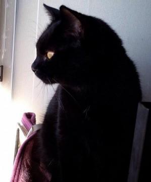 黒猫さん。金目。まっすぐ長い尻尾