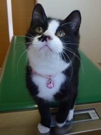 とっても元気で遊ぶのが大好きな甘