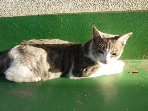 白×グレーの２色
グレーの部分