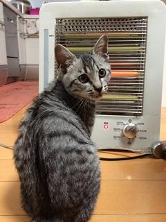 写真で見ての通り、とても愛らしい