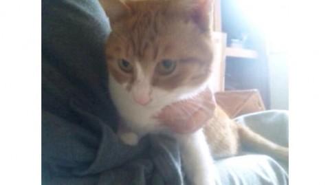 去勢手術済です。
ワクチン接種