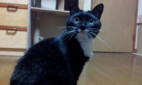 この子は猫らしい猫だと思います。