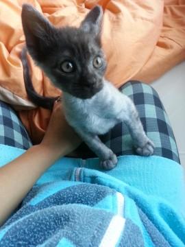 黒のトラです!!! しっぽはトラ