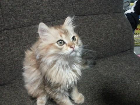 母猫はチンチラゴールド、父猫はア