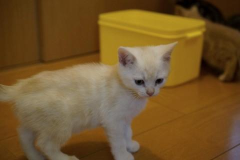 色は薄いレットタビーに近いと思い