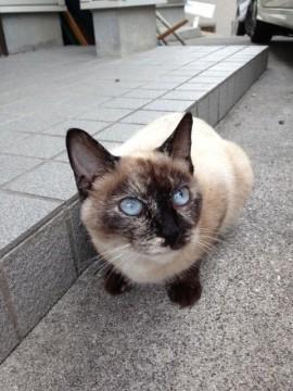 シャム猫風な模様をしています。