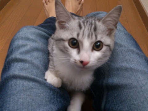 甘えたで人懐こくとても頭の良い子