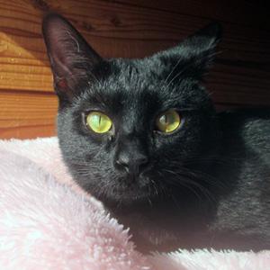 怖がりさんで、猫は最初苦手ですが