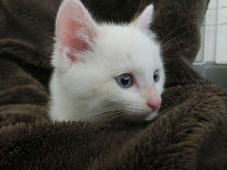 白い毛並みで
元気イッパイのや