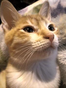 目がぱっちりな赤猫ちゃんです。