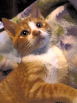 やや毛足の長い赤猫ちゃんです。